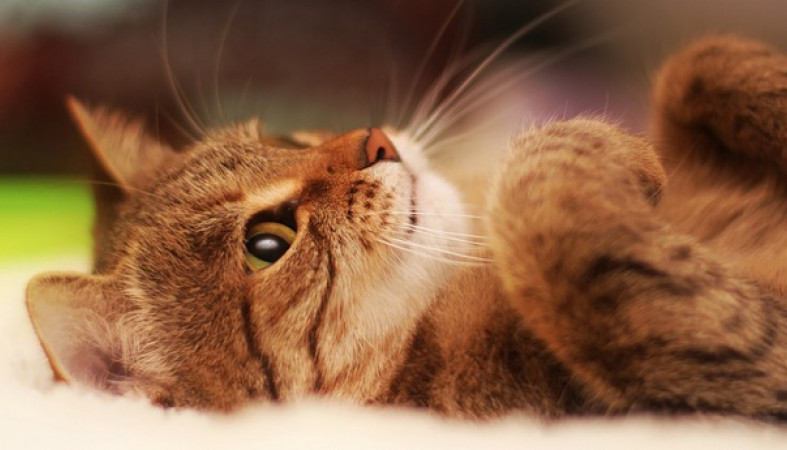 Конъюнктивит у кошек: чем лечить вирусный конъюнктивит в домашних условиях,  причины и симптомы