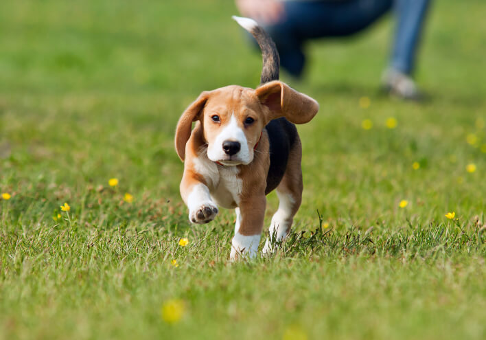 Как приучить щенка к выгулу на улице: полезные советы | Статья АВЗ