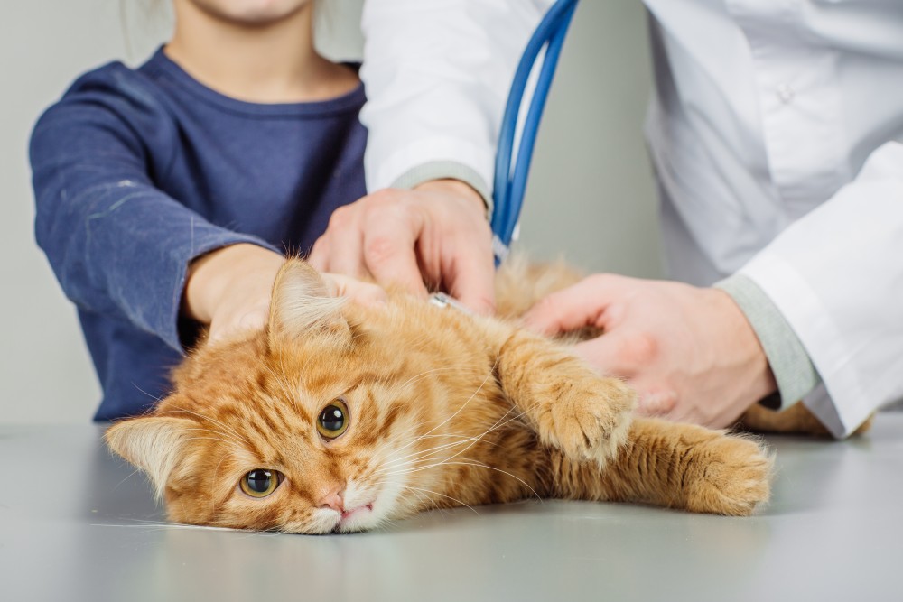 Спазмолитики для кошек – какие препараты применять?