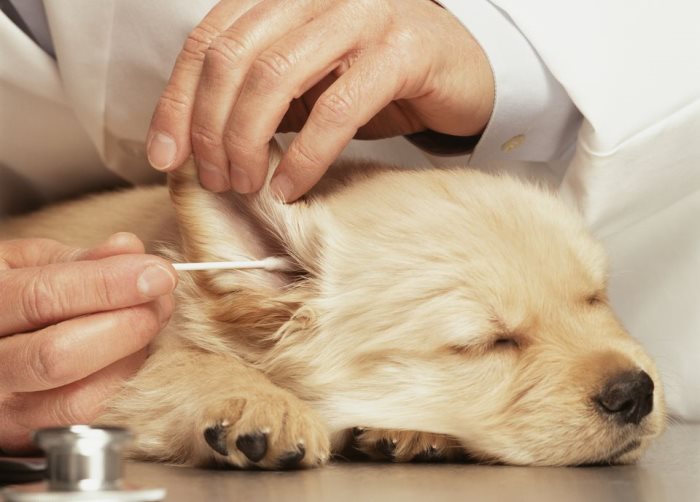 Ушной клещ у собак (отодектоз): симптомы, лечение и профилактика