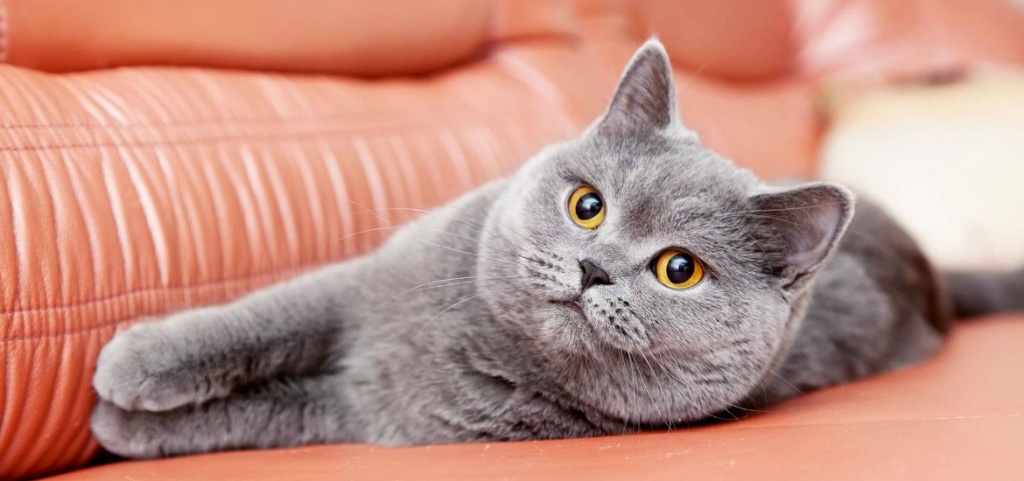 Глисты у кошек и котят: причины, симптомы и лечение