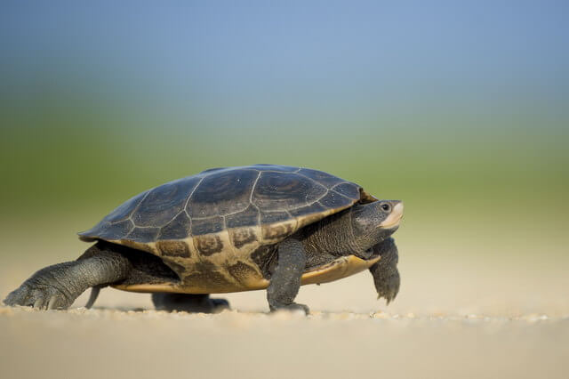 Как выбрать морскую черепаху для домашнего содержания: рекомендации и советы