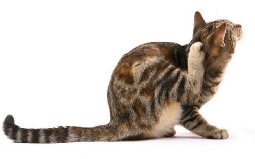 Чесотка у кошек: причины и лечение