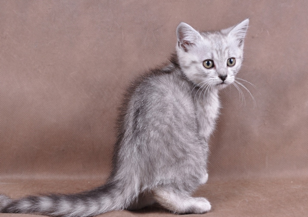 mmt4gdhr.jpg mmt4gdhr.jpg