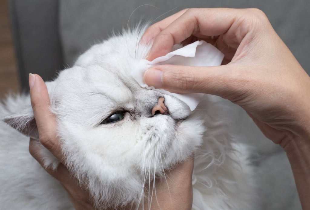 Капли для глаз кошек: виды и назначение