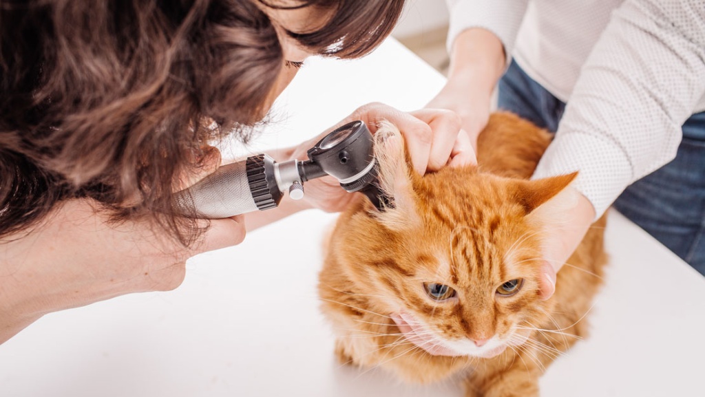 Отодектоз у кошек: симптомы и лечение ушного клеща