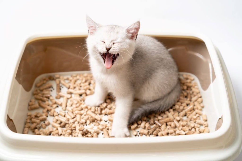 Запор у кота или кошки: симптомы, лечение, что делать в домашних условиях
