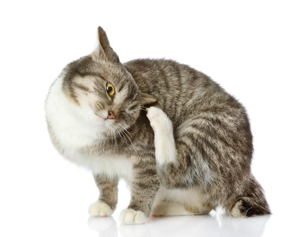 Ушной клещ у кошек: симптомы, диагностика и эффективное лечение