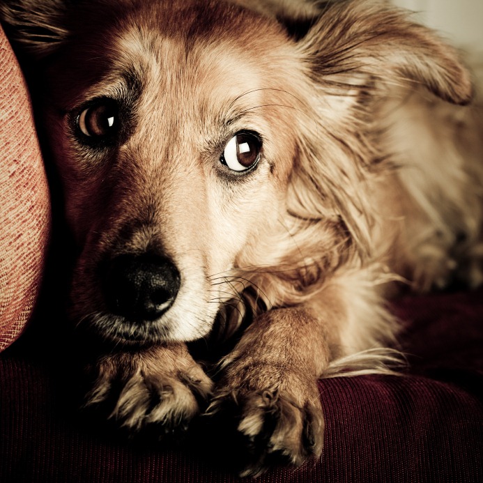 Успокоительные для собак: какие седативные средства, таблетки, капли можно  давать собаке при возбуждении и стрессе