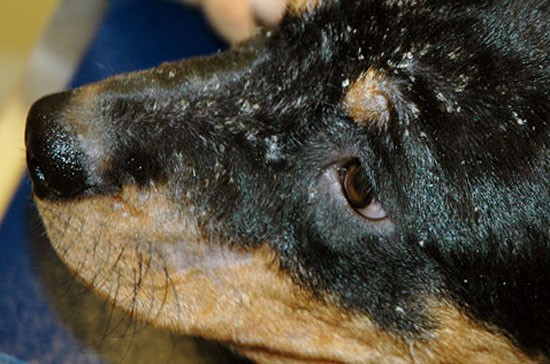 Бактериальная инфекция кожи у собак: пиодермия - распространенное заболевание