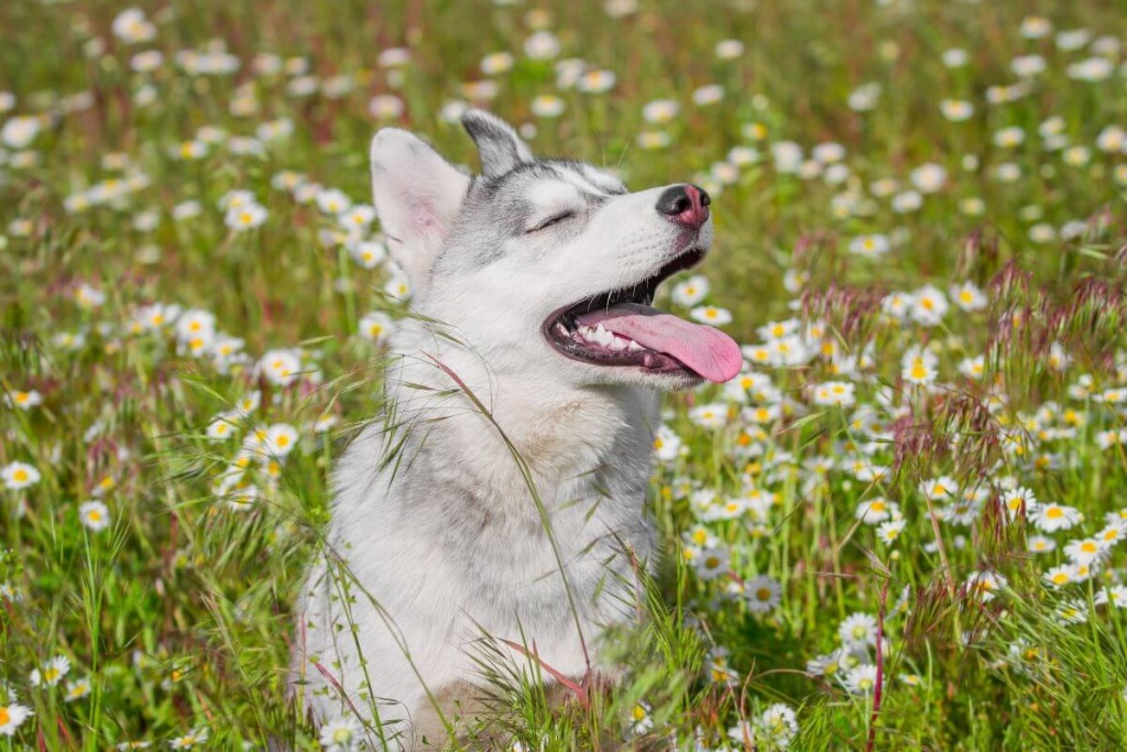 Неприятный запах изо рта у собаки, причины - ветклиника «В Добрые Руки»