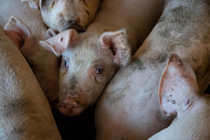Самые распространенные болезни свиней