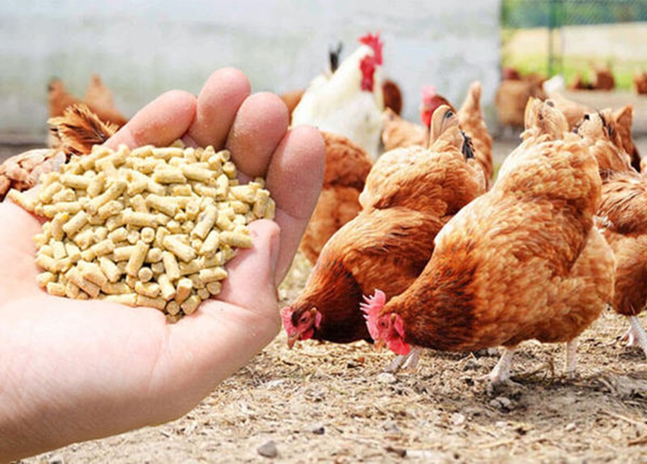 Каким зерном лучше кормить кур несушек (часть 1) виды зерна и их % в зерносмеси