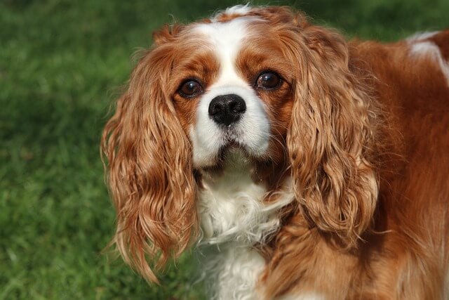 Хозяину на заметку: какие ушные капли помогут вашей собаке | Zoolakki