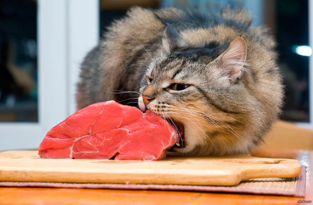 Сырое мясо в рационе кошки