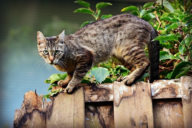 Кошка