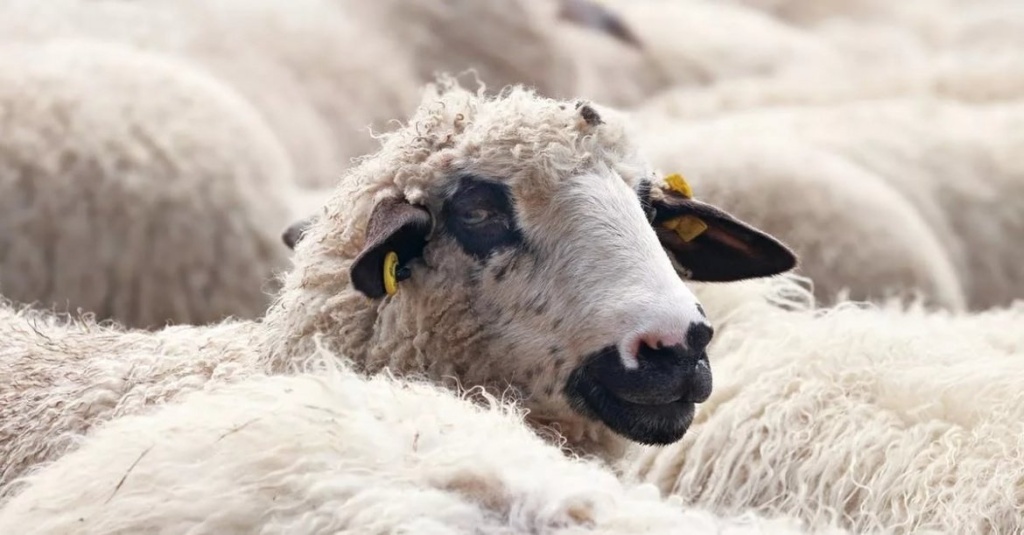 Что делать, если у козы понос и как его лечить?
