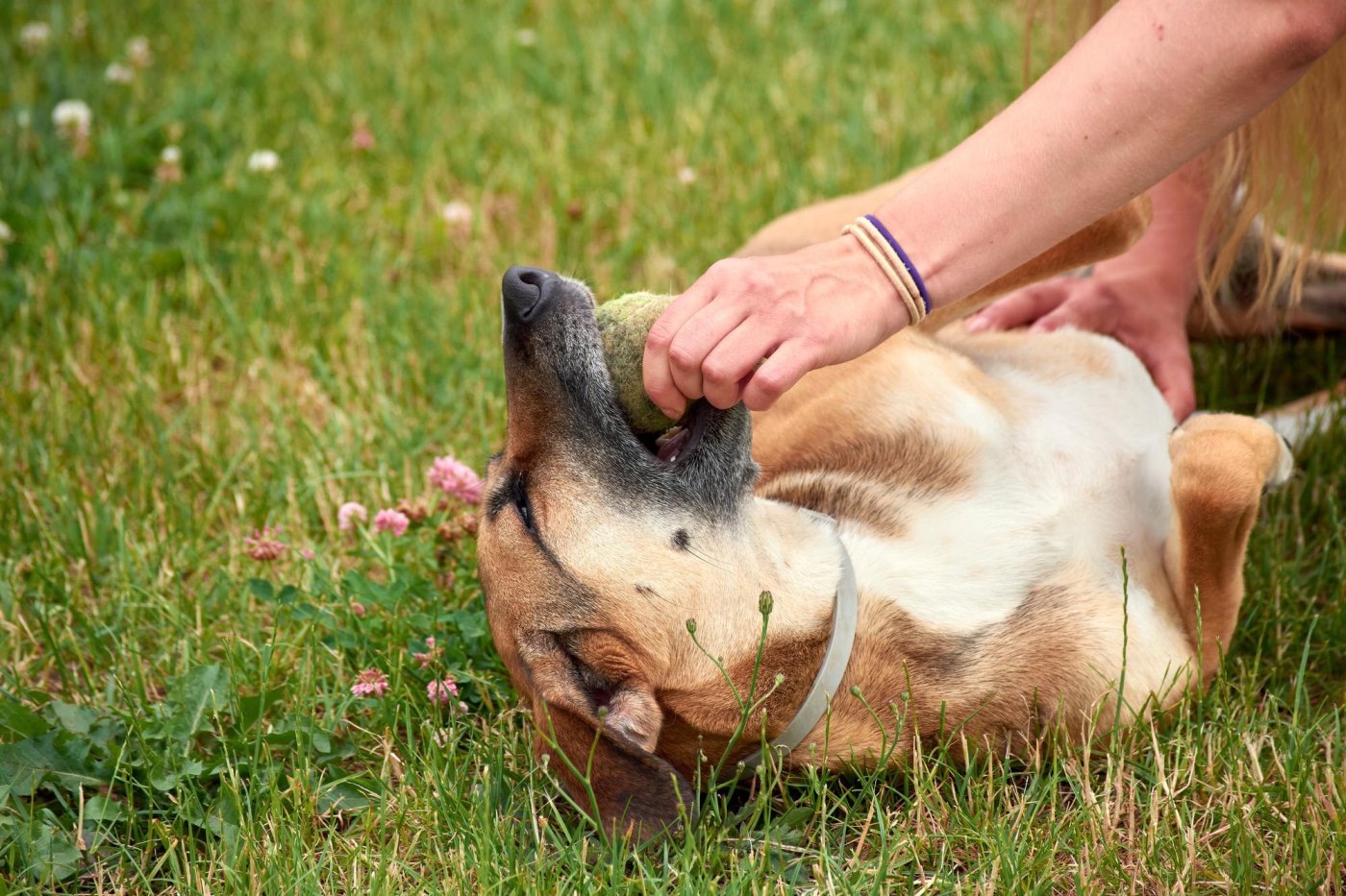 closeup-shot-white-caucasian-girl-park-with-her-dog_181624-56149.jpg
