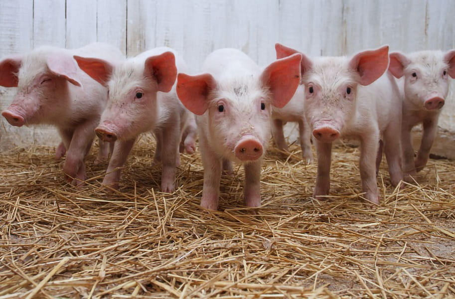 Секреты зимнего содержания свиней