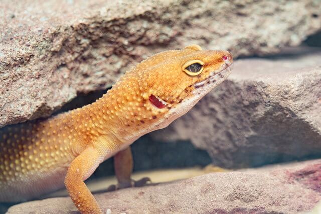 Пятнистый эублефар, или улыбающийся геккон. Уход и содержание в домашних условиях.