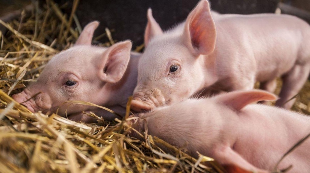 Глисты у свиней: симптомы и лечение