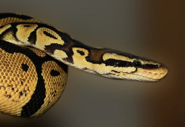 Домашние змеи: правила выбора и содержания, полезные советы по уходу