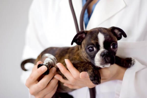 перед прививкой щенка можно кормить в 3 месяца