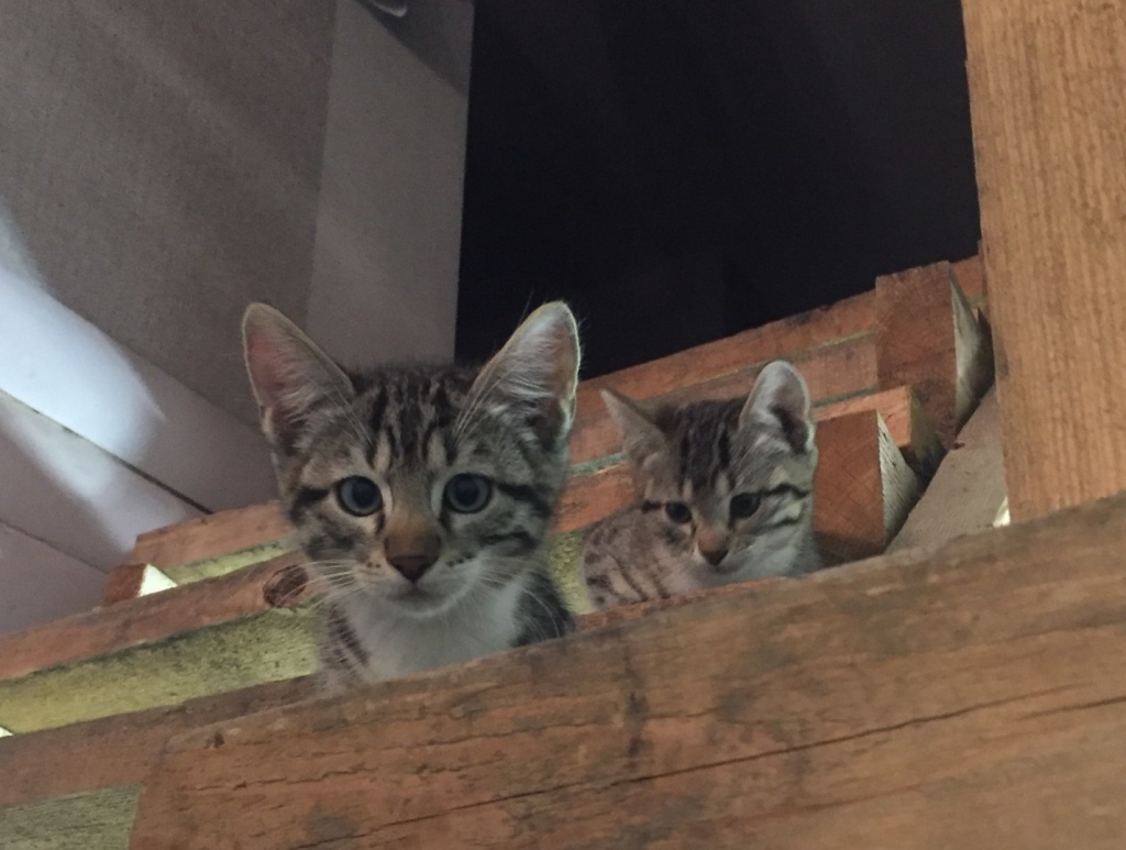 cats_on_the_steps.jpg