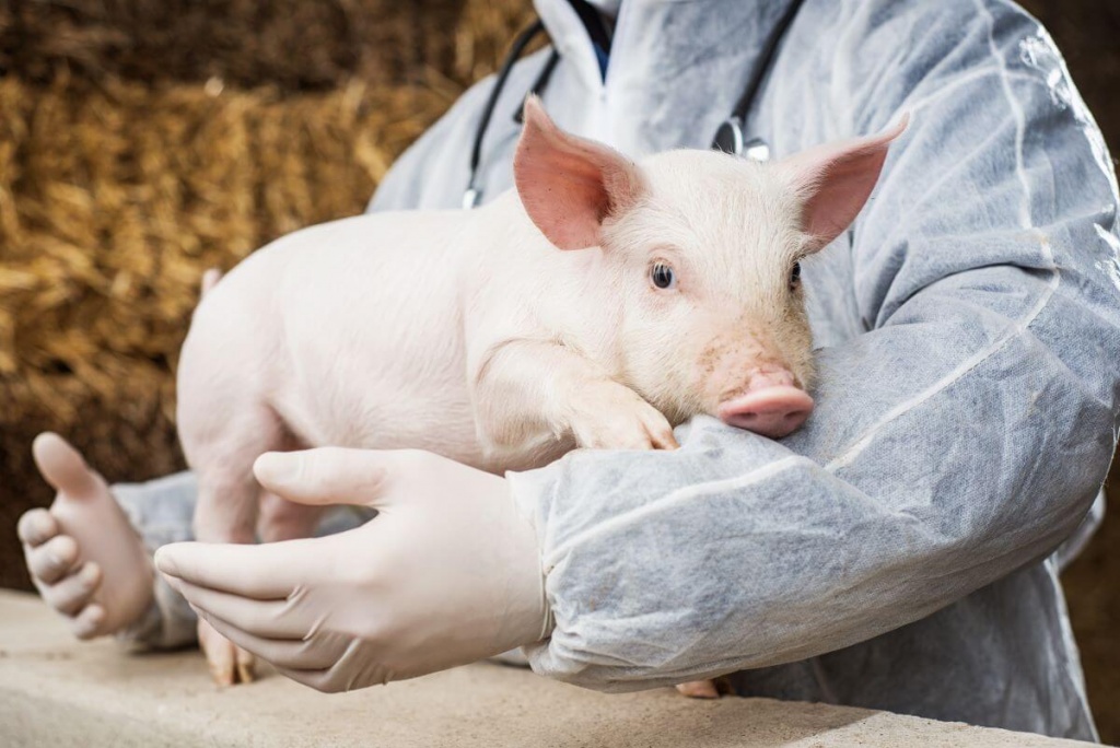 Профилактические меры против язв у свиней