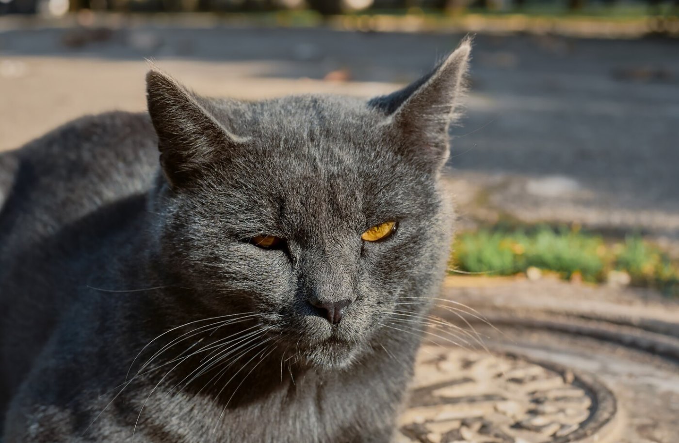 portrait-homeless-gray-cat-sitting-ground-cover-well-close-up-selective-focus-abandoned-animals-problems_166373-1759.jpg