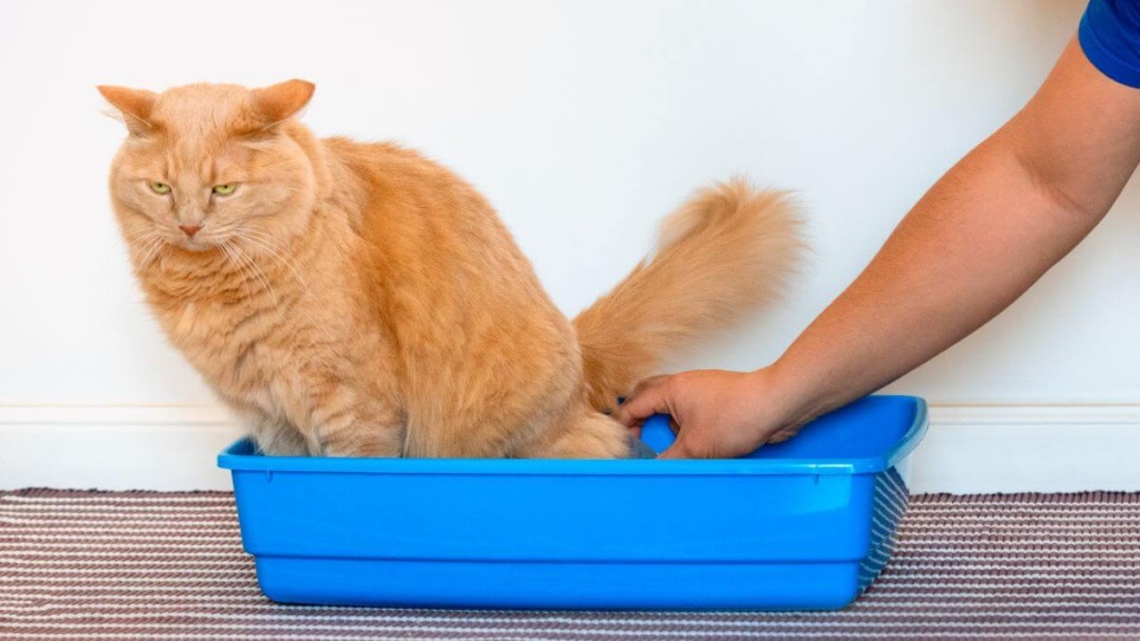 Болезни почек у кошек: симптомы и лечение заболевания, признаки проблем с  почками
