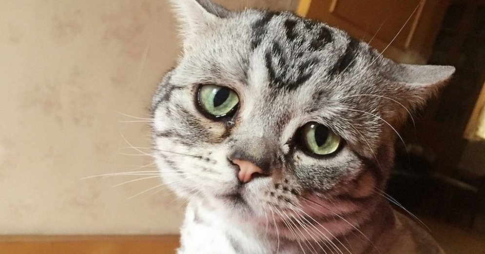 Появился гной в глазах у кошки: что делать?