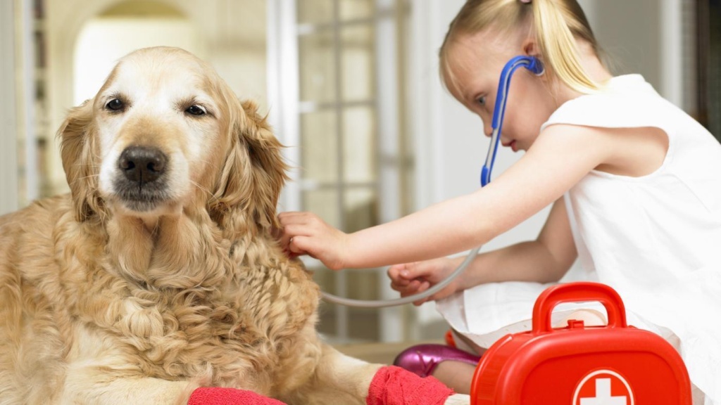 Рана у собаки: как обработать и как лечить | VetPet