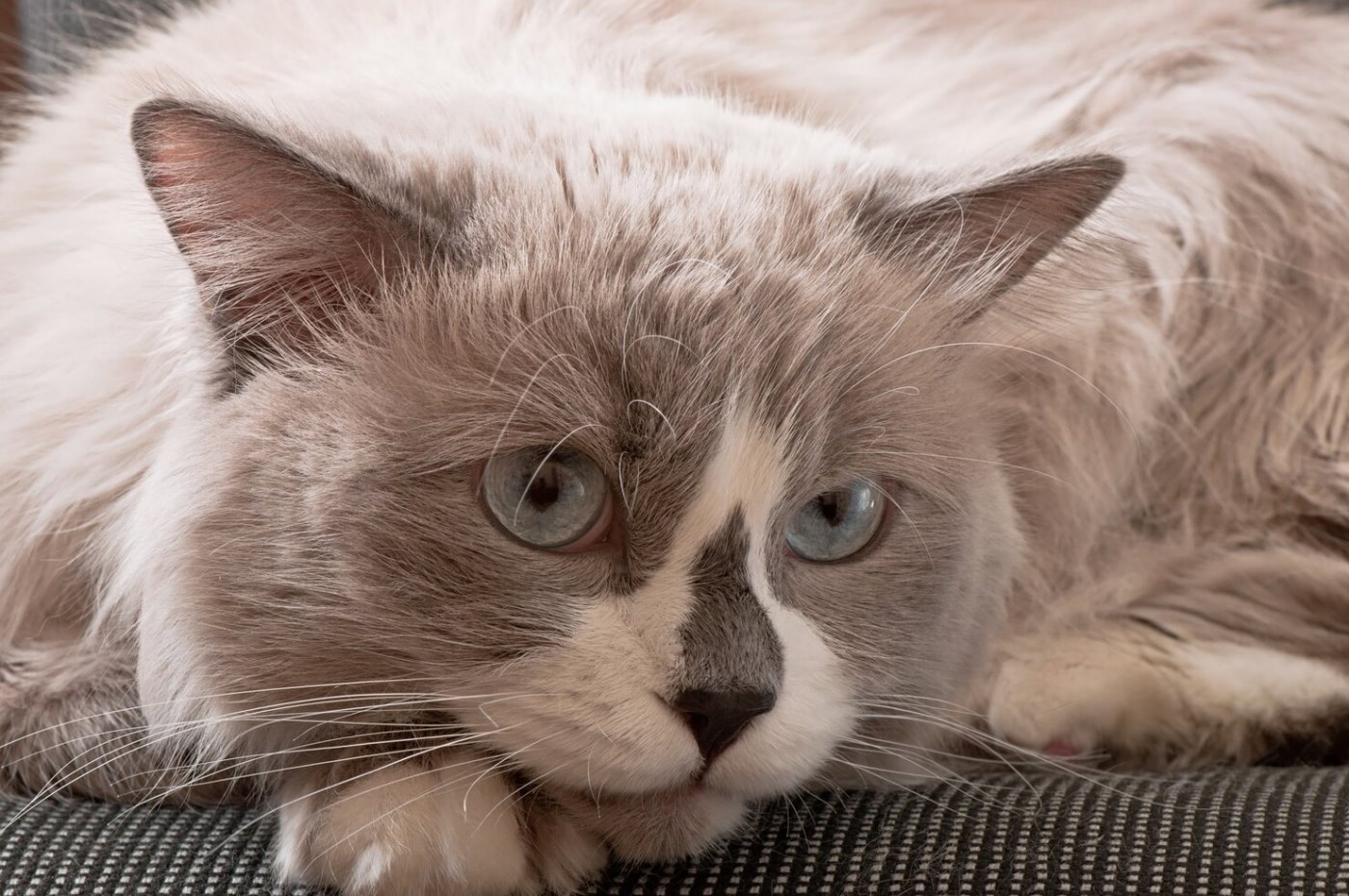 ragdoll-breed-cat-face-close-up_2829-11405.jpg