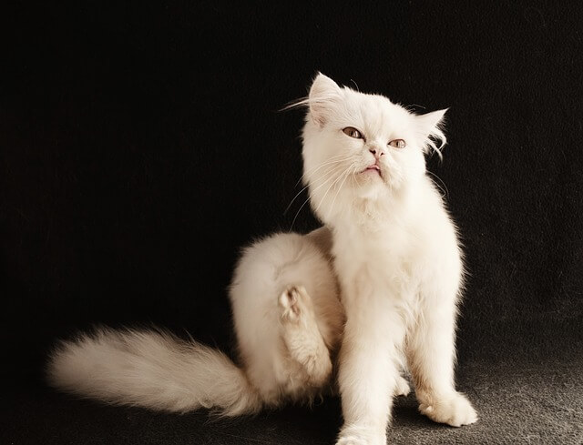 Кот