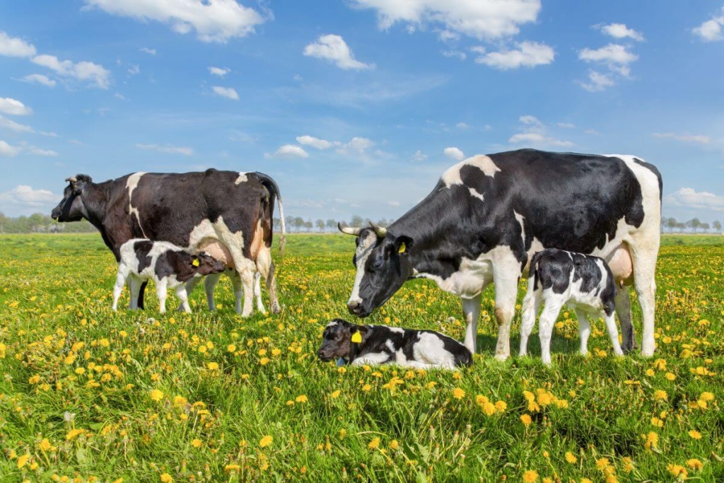 Что делать, если у коровы проблемы с пищеварением и нет жвачки?