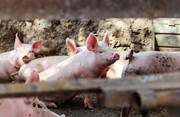 Эффективный откорм свиней и поросят в домашних условиях