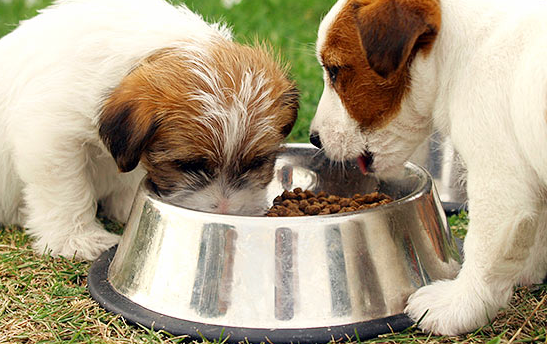 Как и чем кормить щенка в разные возраста: советы и рекомендации