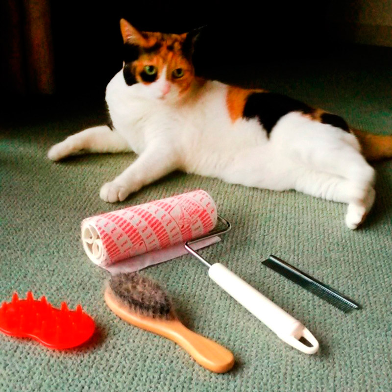 Как правильно подстричь когти кошке - Кошки обзор на Gomeovet