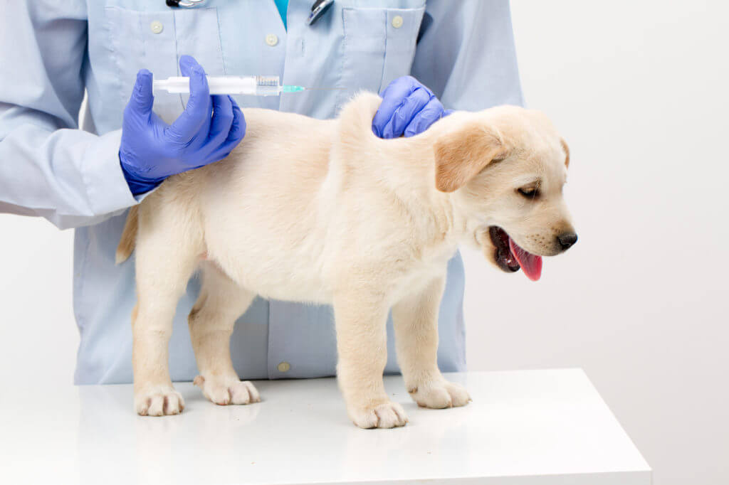Когда можно начинать прививать щенка, виды вакцин, правила