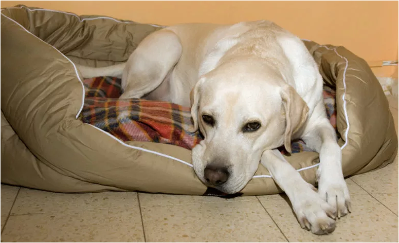 Успокоительные средства для собак во время течки: капли, таблетки