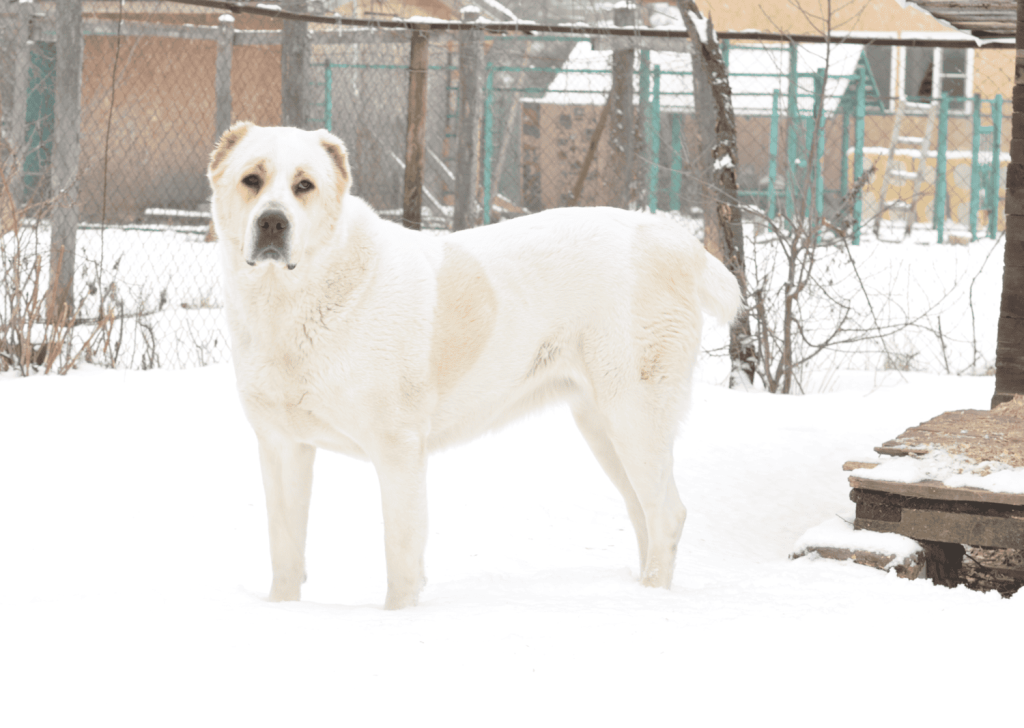 jhnv8a.png jhnv8a.png