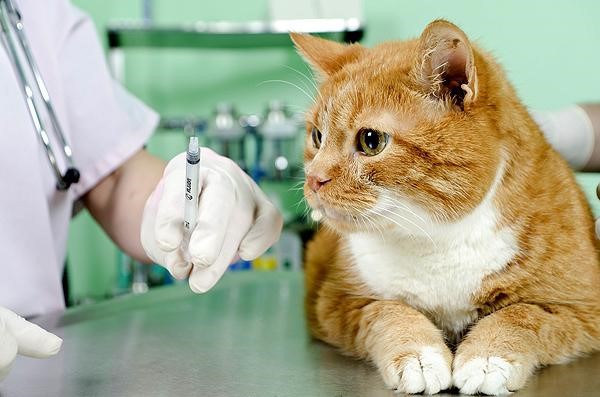 Зачем глистогонить кошек перед вакцинацией - Советы и рекомендации