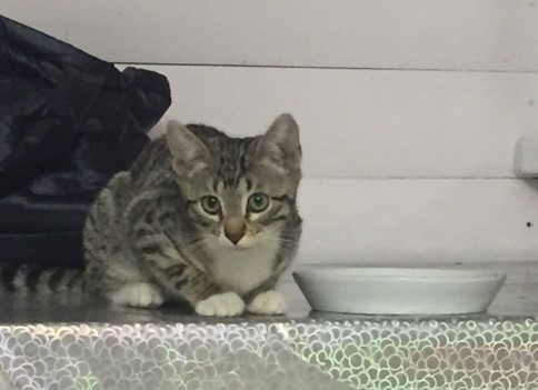 hen5trtd.jpg hen5trtd.jpg