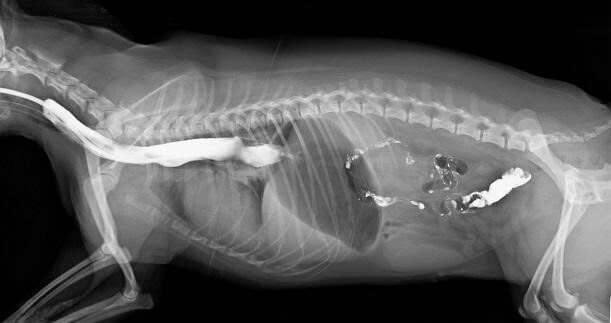 Заворот кишок (желудка) или синдром острого расширения желудка у собак