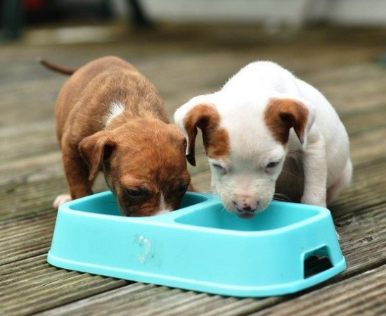 Как правильно кормить щенка - полезные советы и рекомендации для заботливых хозяев Как правильно кормить щенка: советы и рекомендации