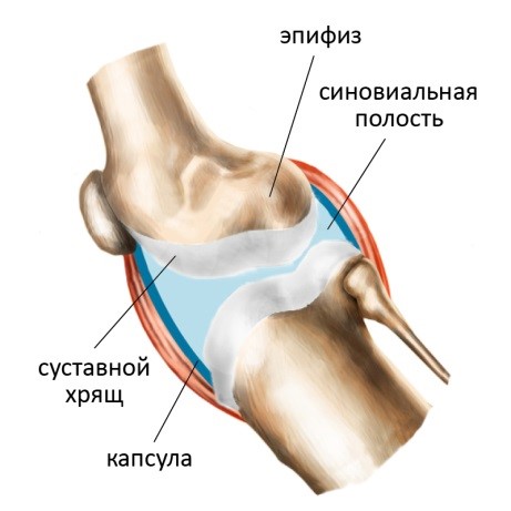Синовиальная. Синовиальная мембрана суставной капсулы. Суставная полость. Синовиальная полость. Строение суставной полости.
