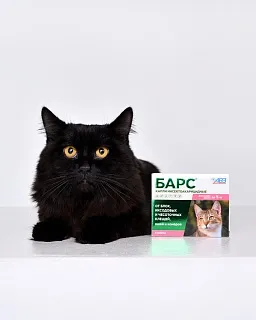 Bars insecticidal drops for cats: description, application, buy at manufacturer's price