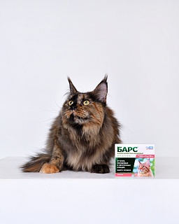 Bars insecticidal drops for cats: description, application, buy at manufacturer's price
