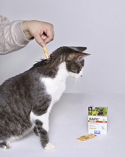 Барс Форте капли для кошек против блох и клещей: описание, применение, купить по цене производителя